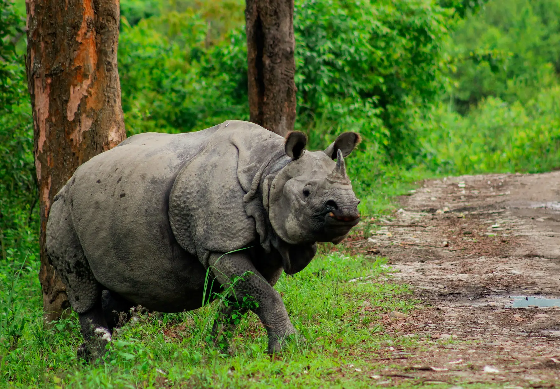 A one-horned rhinoceros in Kaziranga National Park, Assam
